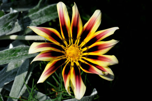 Gazania treasure flower 'Aztec'