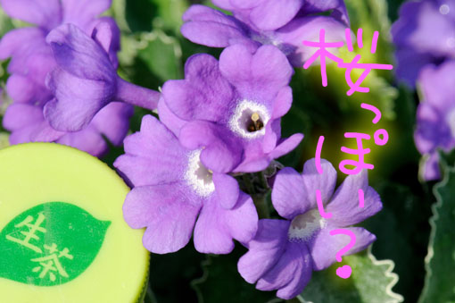 サクラっぽい花型なんが日本語名の由来です。