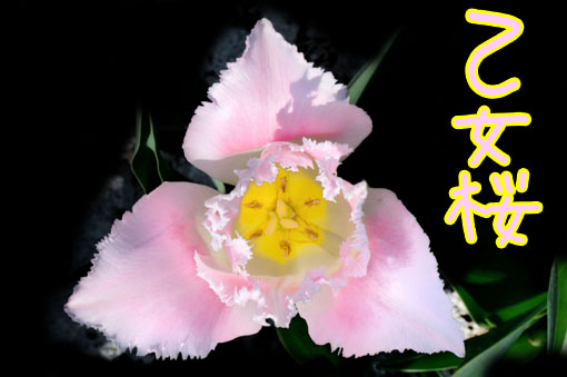 Tulipa ' Otomezakura '