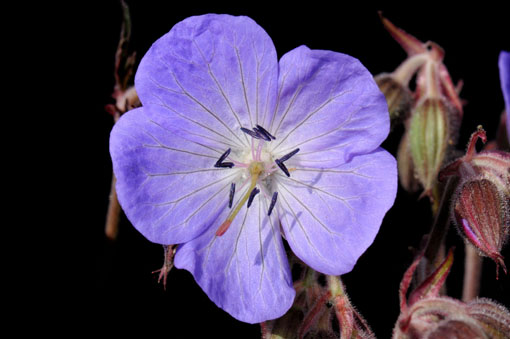 Geranium pratense 'Purple Haze'