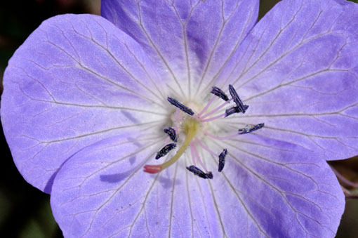 ゲラ花の花弁は痛み易く、開花直後でもシミが出来てたりするです。