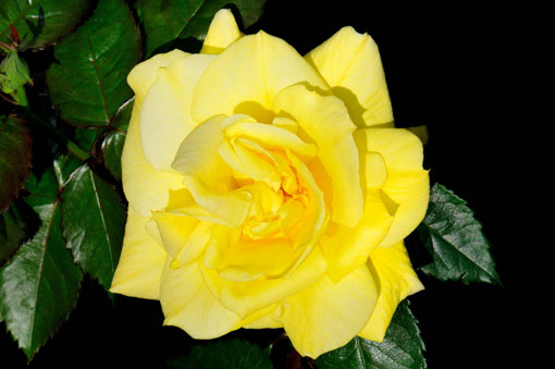 Rosa ' Friesia '