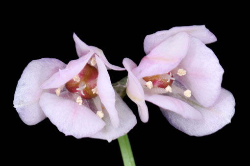 Allium narcissiflorum pink form