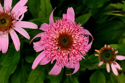 Echinacea purpurea ' Pink Double Delight '