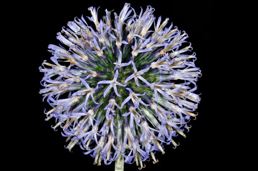 Echinops bannaticus 'Taplow Blue'