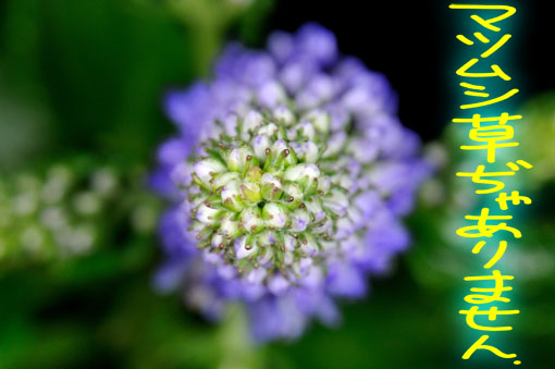 Veronica spicata ' Blue Bouquet '