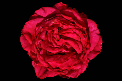 Rosa ' Rose des 4 vents ' 