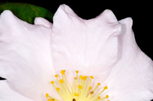 花色から、シナモンシンディーの面影を見て取れるでしょーか。