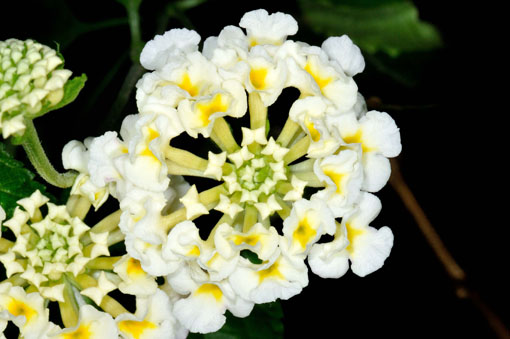 白花です。
