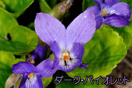 Viola odorata ' Dark Violet '