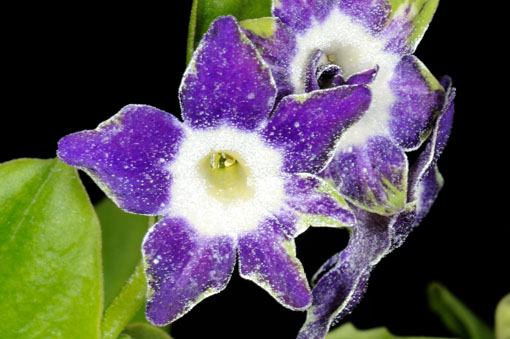 Primula Auricula ' Star Flower '
