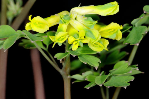 シノニムぢゃ～、Pseudofumaria luteaです。