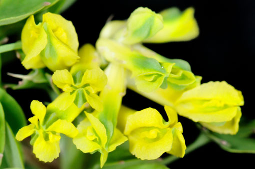 Corydalis lutea