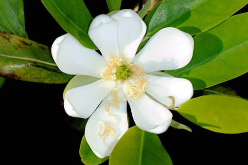 Magnolia virginiana ' Henry Hicks '