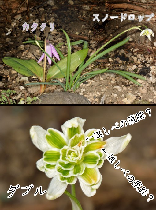 スノードロップ（ガランサス：ユリ科 Galanthus nivalis f. pleniflorus 'Flore Pleno'）