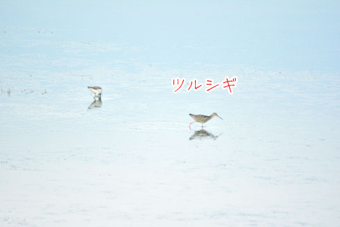 ツルシギ（鶴鷸）