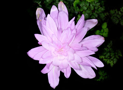 Colchicum 'Water Lily' 