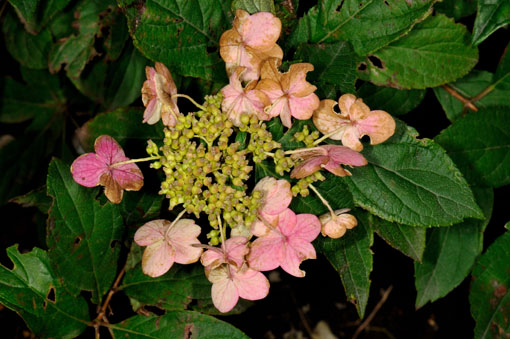 Hydrangea paniculata ' Pinky-Winky '