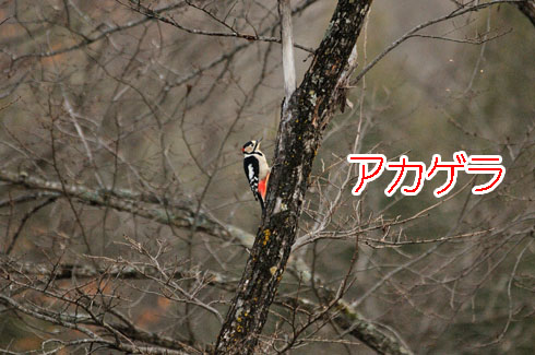 アカゲラ（赤啄木鳥）