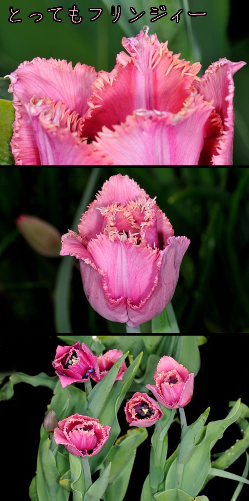 チューリップ ' ルーブル ' (Tulipa ' Louvre '）