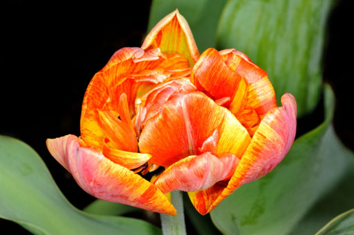 Tulipa ' Sun Lover '