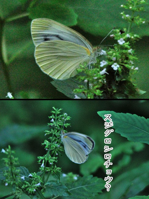 スジグロシロチョウ（筋黒白蝶）
