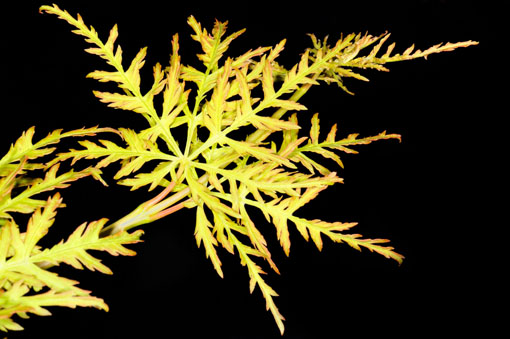 Acer matsumurae ' Emerald Lace '