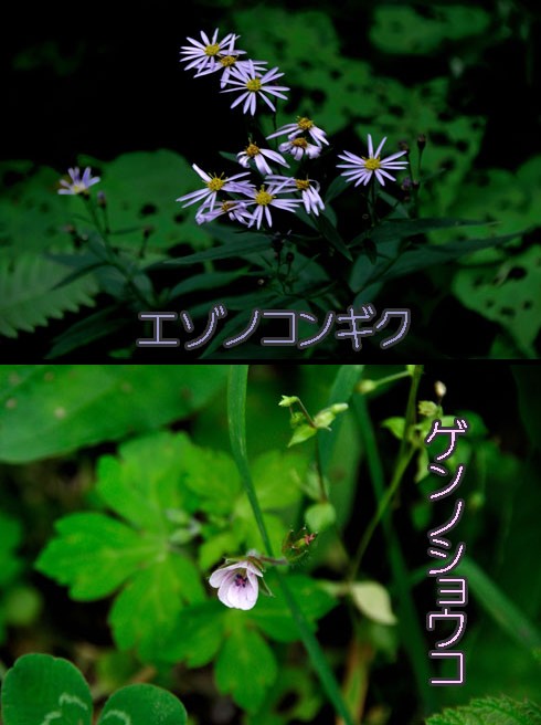 エゾノコンギク（蝦夷野紺菊）とゲンノショウコ（現の証拠）