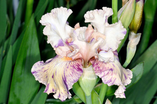 Iris ' Brindled Beauty '
