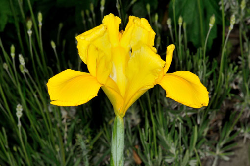 Iris ' Golden Beauty '