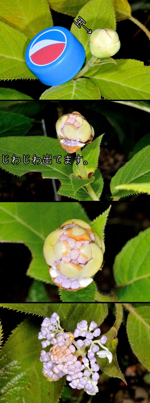 タマアジサイ（玉紫陽花）